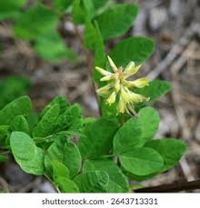 Attēlu rezultāti vaicājumam “Astragalus glycyphyllos leaf”