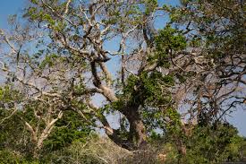 Image result for Яла заповедник