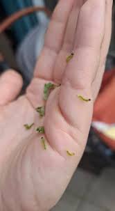 Attēlu rezultāti vaicājumam “Nematus ribesii larva”