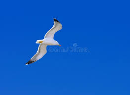 Attēlu rezultāti vaicājumam “Larus argentatus adult”