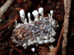 Attēlu rezultāti vaicājumam “Penicillium vulpinum”