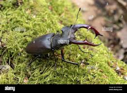 Attēlu rezultāti vaicājumam “Paracorymbia maculicornis imago”