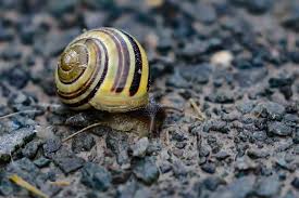 Attēlu rezultāti vaicājumam “Cepaea hortensis”