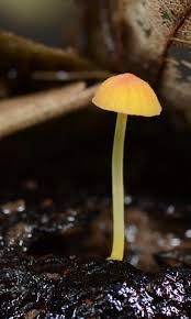 Attēlu rezultāti vaicājumam “Mycena acicula”
