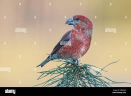 Attēlu rezultāti vaicājumam “Loxia pytyopsittacus male”
