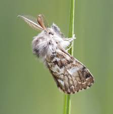 Attēlu rezultāti vaicājumam “Gynaephora selenitica larva”