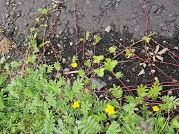 Image result for Potentilla anserina