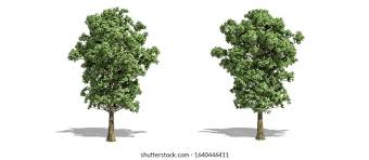 Attēlu rezultāti vaicājumam “Populus x canescens”