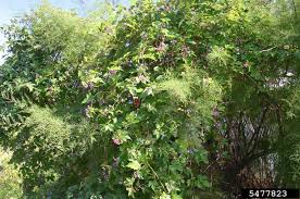 Attēlu rezultāti vaicājumam “Ampelopsis glandulosa var. brevipedunculata”