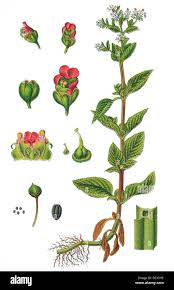 Attēlu rezultāti vaicājumam “Scrophularia umbrosa”