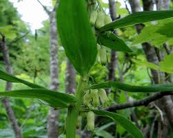 Attēlu rezultāti vaicājumam “Polygonatum verticillatum bud”