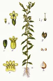 Attēlu rezultāti vaicājumam “Lithospermum officinale flower”