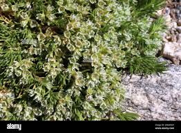 Attēlu rezultāti vaicājumam “Scleranthus perennis flower”