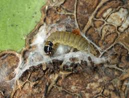 Attēlu rezultāti vaicājumam “Lozotaenia forsterana”