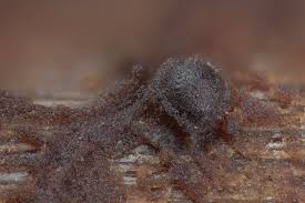 Attēlu rezultāti vaicājumam “Licea testudinacea plasmodium”