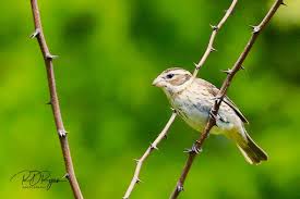 Image result for Pheucticus ludovicianus