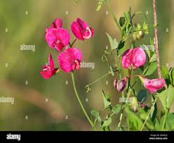 Attēlu rezultāti vaicājumam “Lathyrus tuberosus flower”