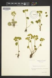 Attēlu rezultāti vaicājumam “Chrysosplenium alternifolium leaf”