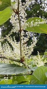 Attēlu rezultāti vaicājumam “Reynoutria japonica flower”