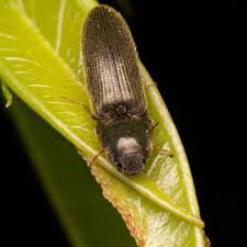 Attēlu rezultāti vaicājumam “Cidnopus aeruginosus”