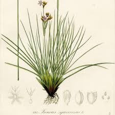 Attēlu rezultāti vaicājumam “Juncus squarrosus”