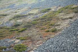 Attēlu rezultāti vaicājumam “Cladopodiella francisci macro”