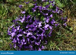 Attēlu rezultāti vaicājumam “Viola hirta”