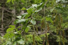 Attēlu rezultāti vaicājumam “Laburnum alpinum leaf”