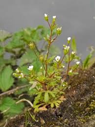 Attēlu rezultāti vaicājumam “Saxifraga tridactylites flower”