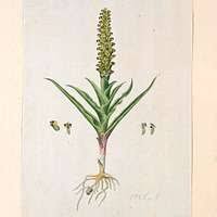 Attēlu rezultāti vaicājumam “Scorpidium cossonii”