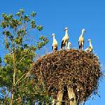 Attēlu rezultāti vaicājumam “Belbodamaeus sp.”