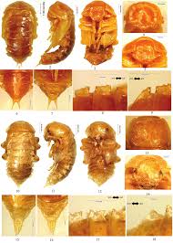 Attēlu rezultāti vaicājumam “Opatrum sabulosum”
