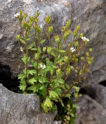 Attēlu rezultāti vaicājumam “Saxifraga tridactylites leaf”