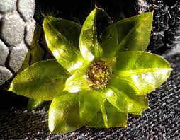 Attēlu rezultāti vaicājumam “Barbilophozia lycopodioides macro”