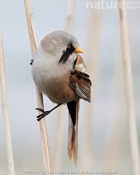 Attēlu rezultāti vaicājumam “Panurus biarmicus”