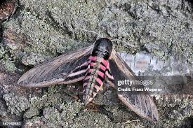 Attēlu rezultāti vaicājumam “Sphinx ligustri”