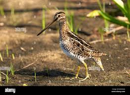 Image result for Gallinago gallinago