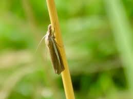 Attēlu rezultāti vaicājumam “Agriphila selasella”