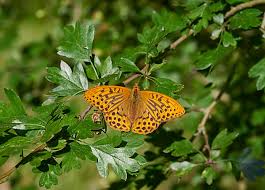 Attēlu rezultāti vaicājumam “Argynnis laodice male”