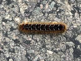 Attēlu rezultāti vaicājumam “Eriogaster lanestris larva”