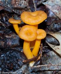 Attēlu rezultāti vaicājumam “Hemitrichia lutescens”