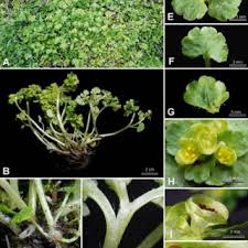 Attēlu rezultāti vaicājumam “Chrysosplenium alternifolium leaf”