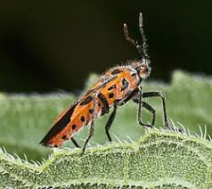 Attēlu rezultāti vaicājumam “Corizus hyoscyami”