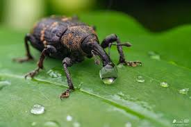 Attēlu rezultāti vaicājumam “Hylobius abietis”