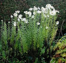 Image result for Leucanthemella serotina