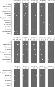 Image result for Huso brevirostrum