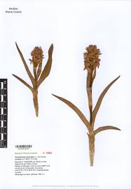 Attēlu rezultāti vaicājumam “Dactylorhiza cruenta”