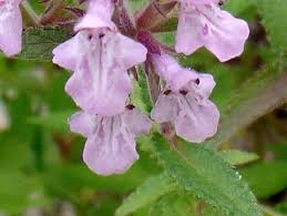 Attēlu rezultāti vaicājumam “Stachys palustris flower”