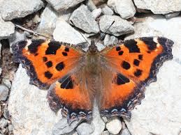 Attēlu rezultāti vaicājumam “Nymphalis xanthomelas”