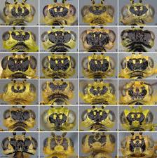 Attēlu rezultāti vaicājumam “Rhogogaster picta”